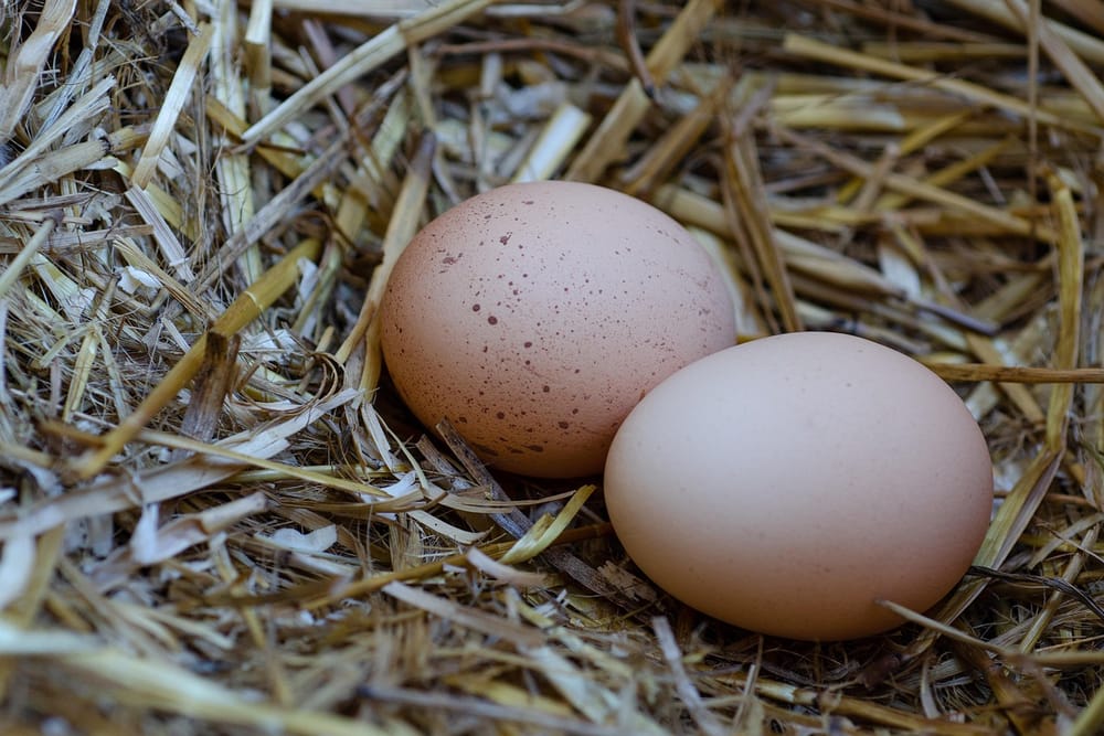Zwei hellbraune Hühnereier liegen in einem Nest aus Stroh