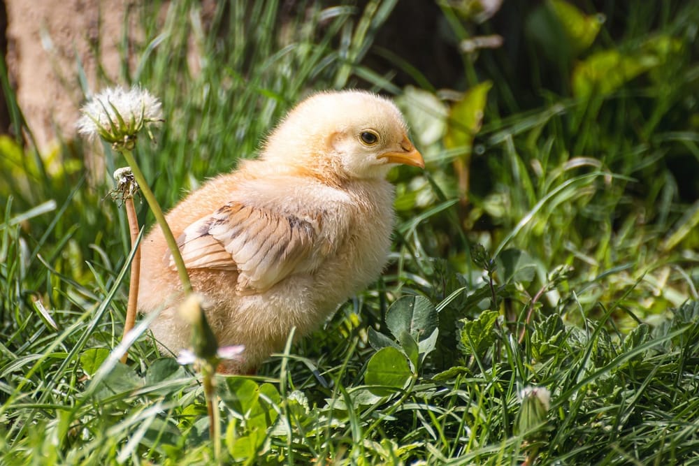 Flauschiges, gelbes Küken steht im Gras zwischen Löwenzahn