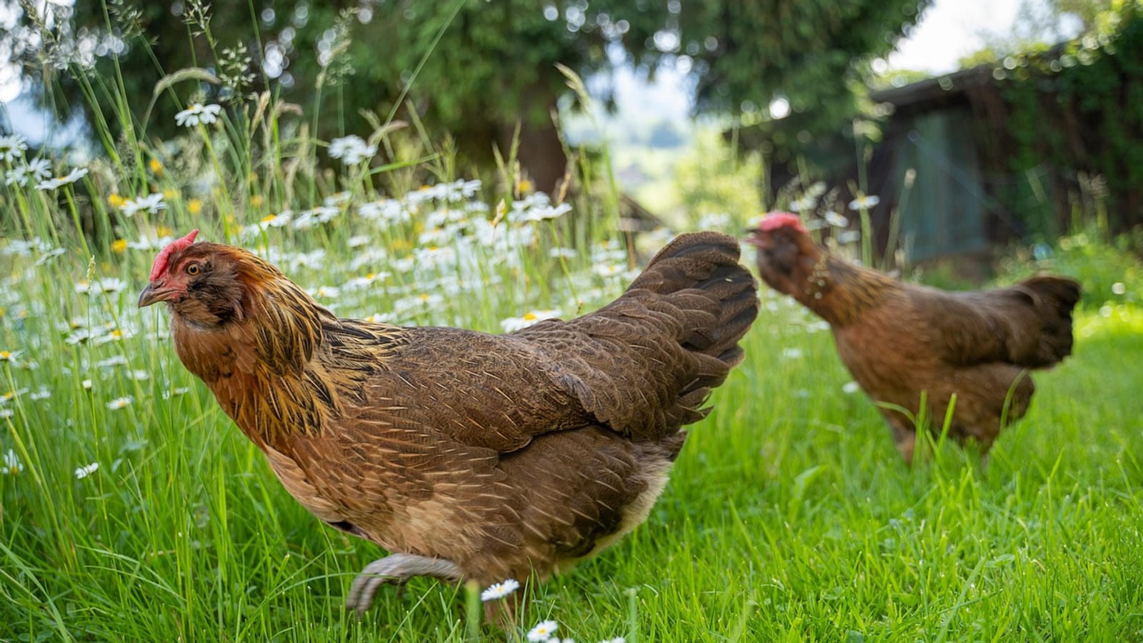 Zwei braune Hennen laufen durch eine Wiese mit Gänseblümchen