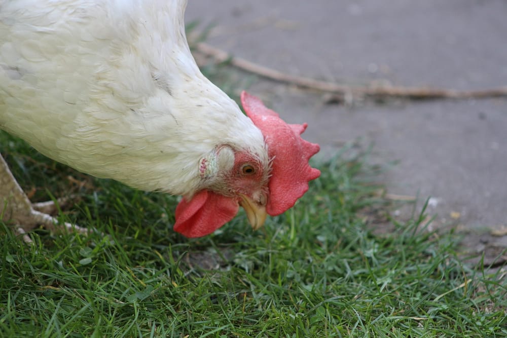 Weiße Henne mit rotem Kamm zupft Gras am Wegrand