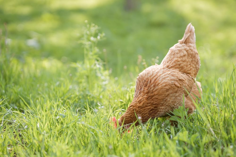 Hellbraune Henne pickt im hohen, sonnigen Gras