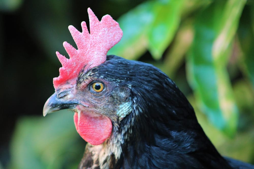 Nahaufnahme einer schwarzen Henne mit leuchtend rotem Kamm und klarem Auge