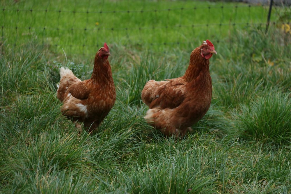 Zwei braune Hennen stehen im kurzen Gras einer Wiese