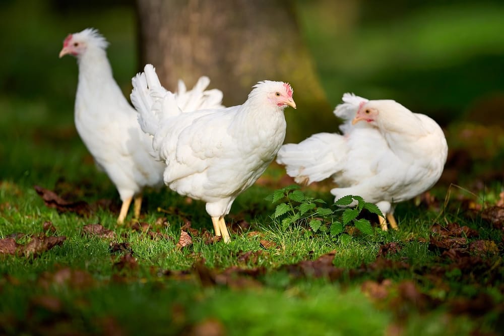 Drei weiße Hennen scharren auf einer Wiese unter Bäumen