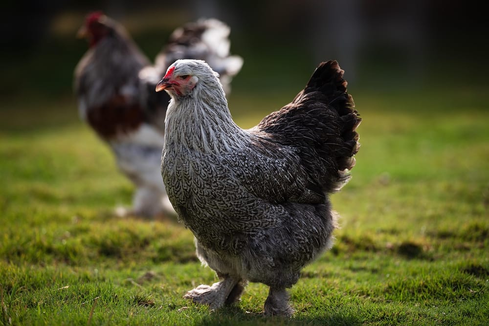 Graue Brahma-Henne mit befiederten Läufen auf einer Wiese