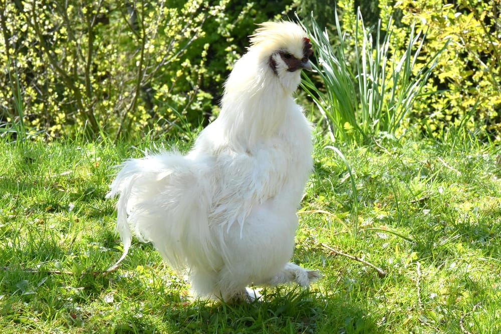 Weißes Seidenhuhn mit flauschigem Gefieder im Gras