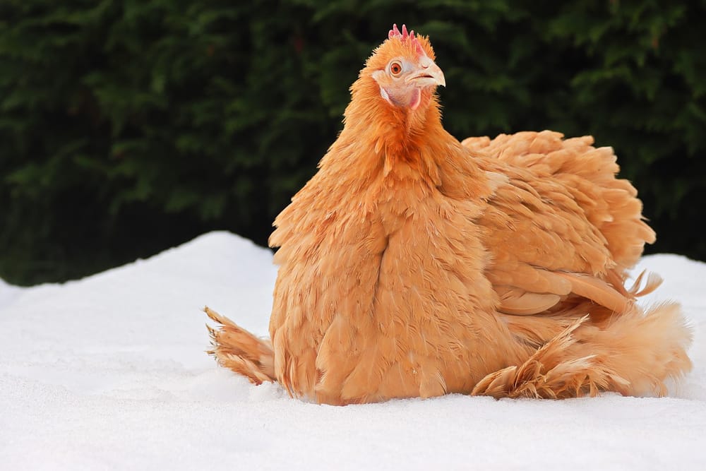 Gelbe Cochin-Henne mit dichtem Gefieder im Schnee
