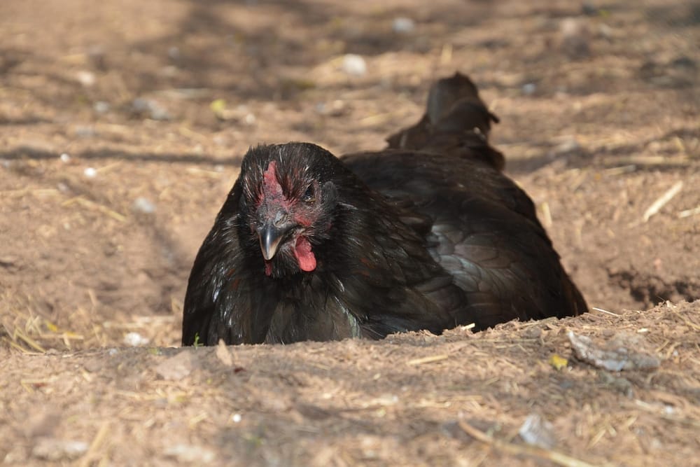 Schwarze Henne liegt in einer Mulde aus trockener Erde und nimmt ein Staubbad