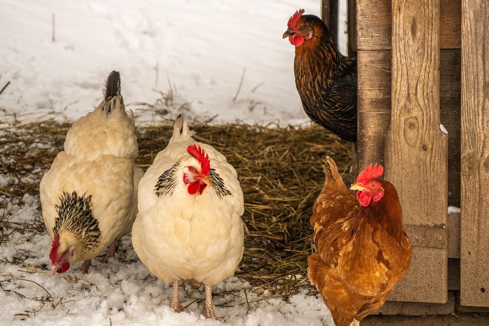 Drei Hennen stehen im Schnee vor dem Eingang eines Holzstalls mit Stroh