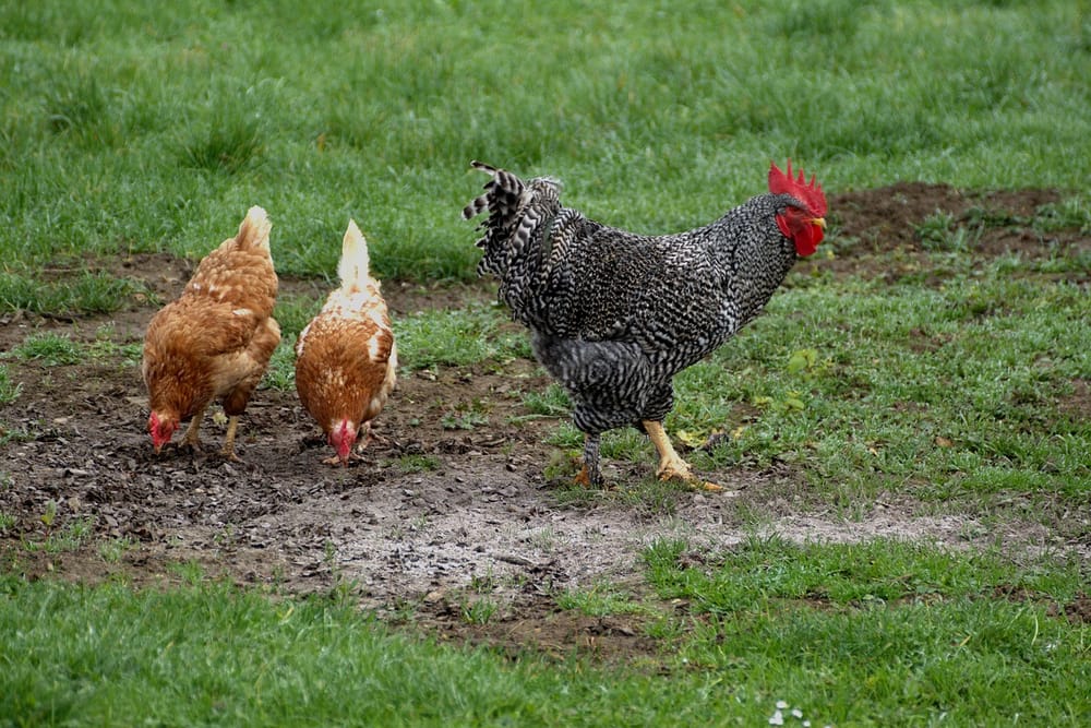 Zwei braune Hennen und ein gestreifter Hahn scharren auf einer teilweise kahlen Wiese