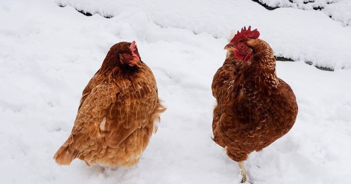 Zwei rotbraune Hennen stehen im tiefen Schnee und schauen sich an