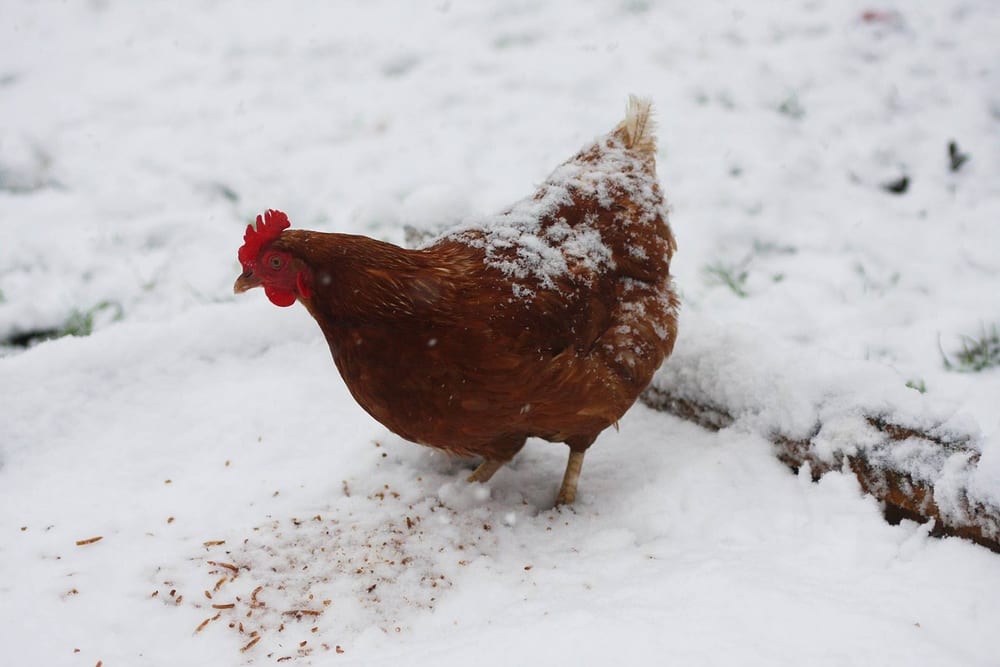 Rotbraune Henne mit Schneeflocken auf dem Rücken pickt Körner aus dem Schnee