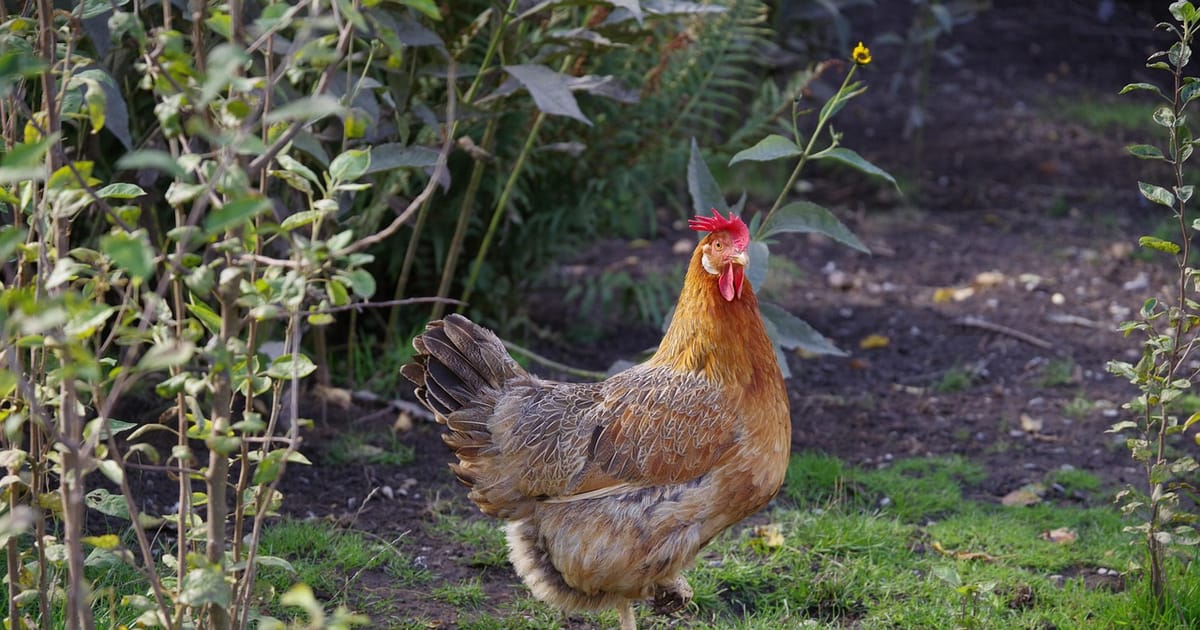 Henne mit braun gesprenkeltem Gefieder läuft durch ein Gartenbeet