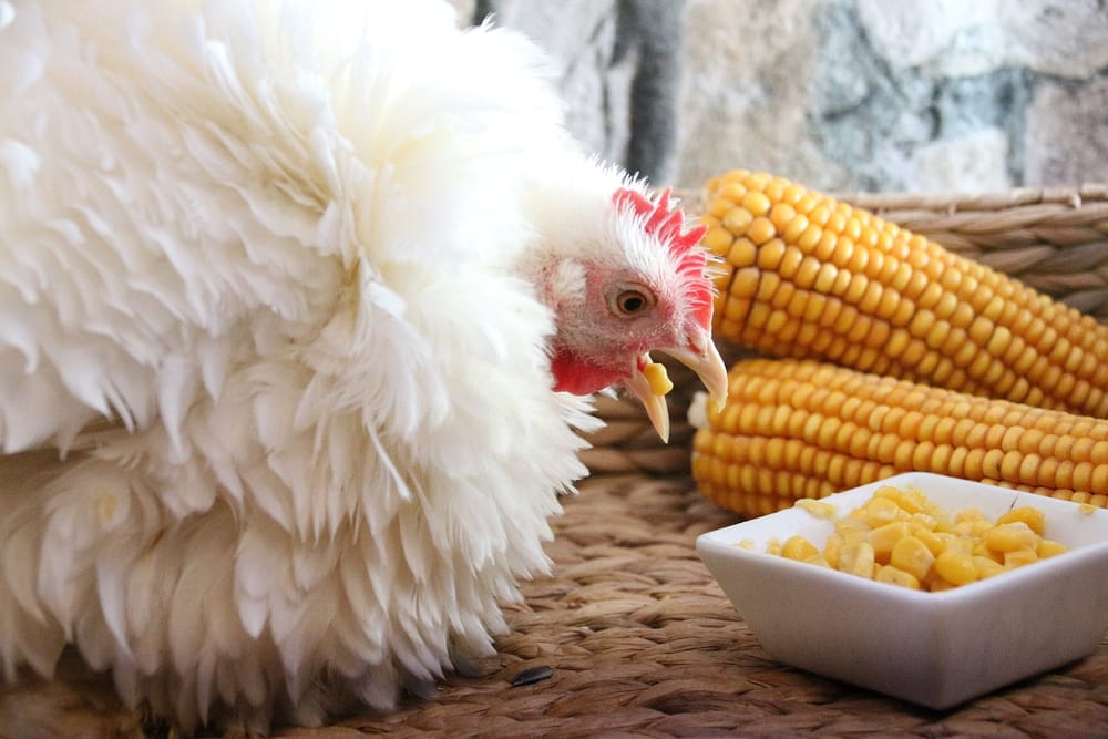 Weißes Huhn mit flauschigem Gefieder pickt Maiskörner, daneben Maiskolben